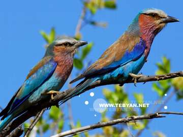 گالري عکس پرندگان